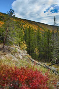 Rocky Mountain NP Fall Colors