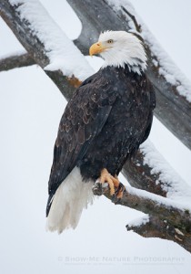 Adult Bald Eagle sitting on a snowy tree limb