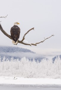 Adult Bald Eagle in the icy landscape of the Chilkat River Valley