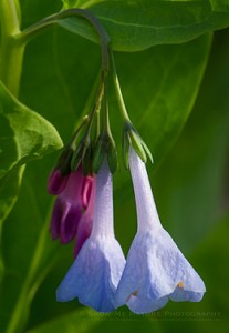 Bluebell wildflowers blooming in the spring