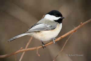 Taken with Flash Extender/ Photo © Robert Visconti