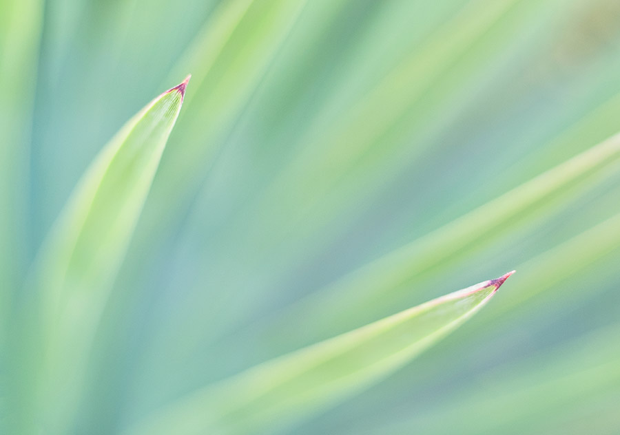 Yucca photographed with close-up filter