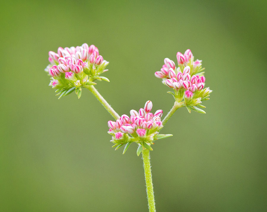 California Buckwheat