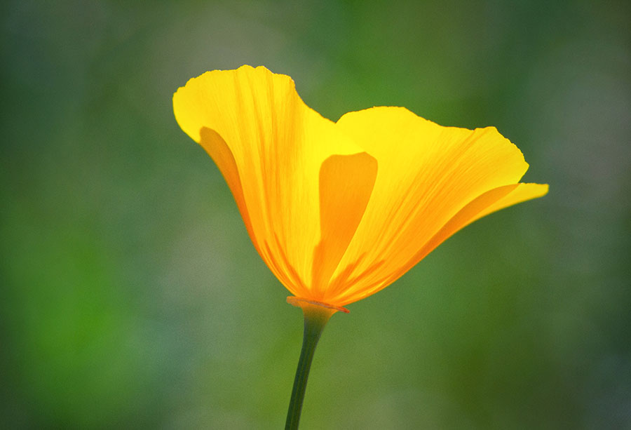 California Poppy