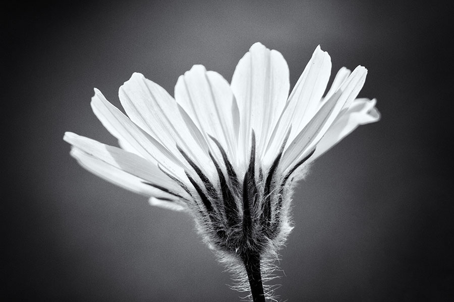 krigerisk Akrobatik farvning Flowers in Black and White | PhotoNaturalist - nature photography tips and  tutorials
