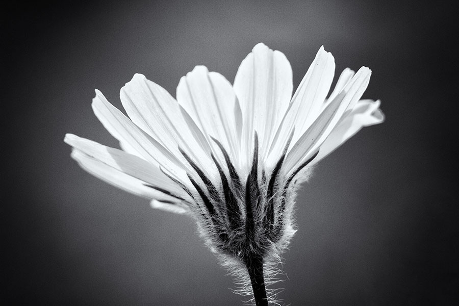 black and white photography flower